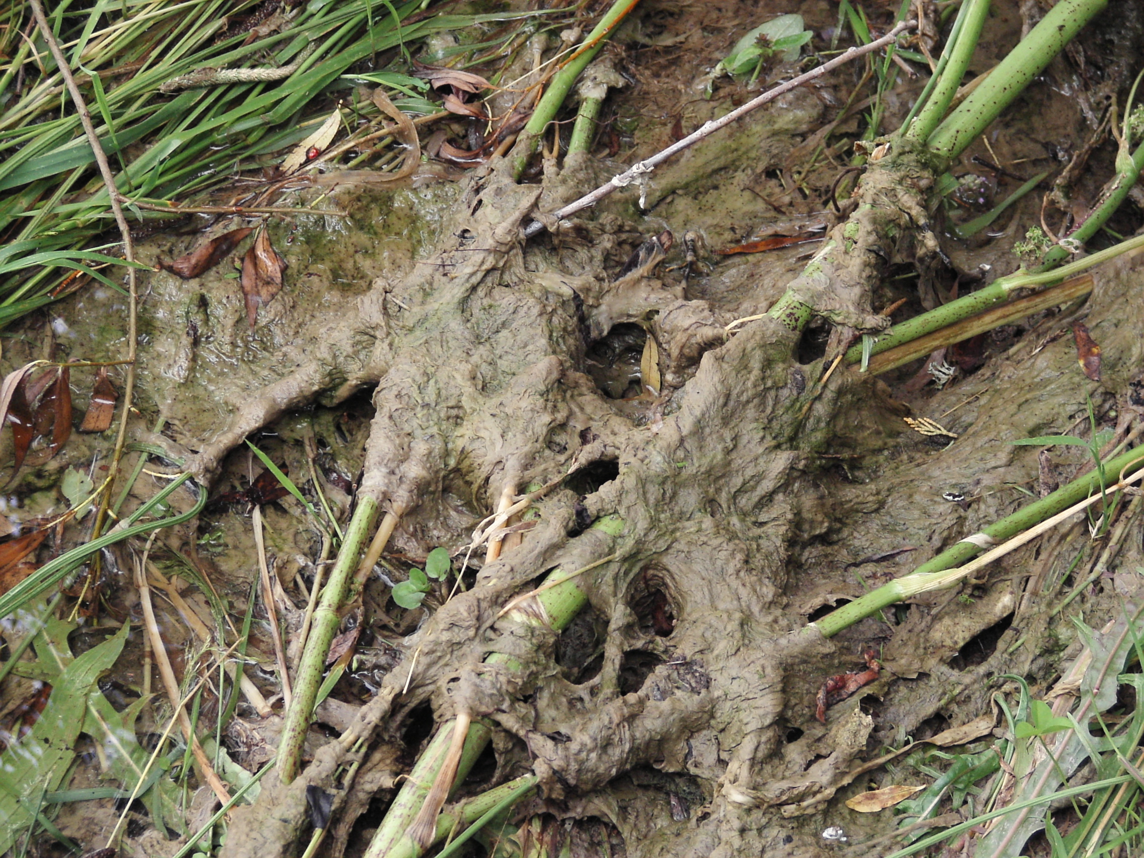 Dry didymo coating riverside vegetation beside the Mararoa River in Southland, New Zealand; a historical image, not the Kaipo detection site.