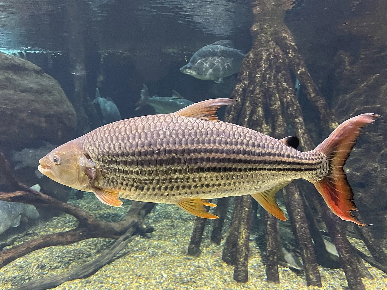 Tigerfish with silver scales and orange fins in an aquarium.