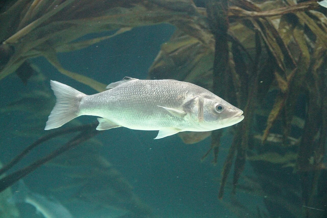 European seabass swimming among submerged kelp in an aquarium.