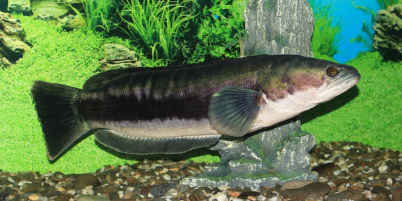 Giant snakehead swimming beside aquatic plants in an aquarium.