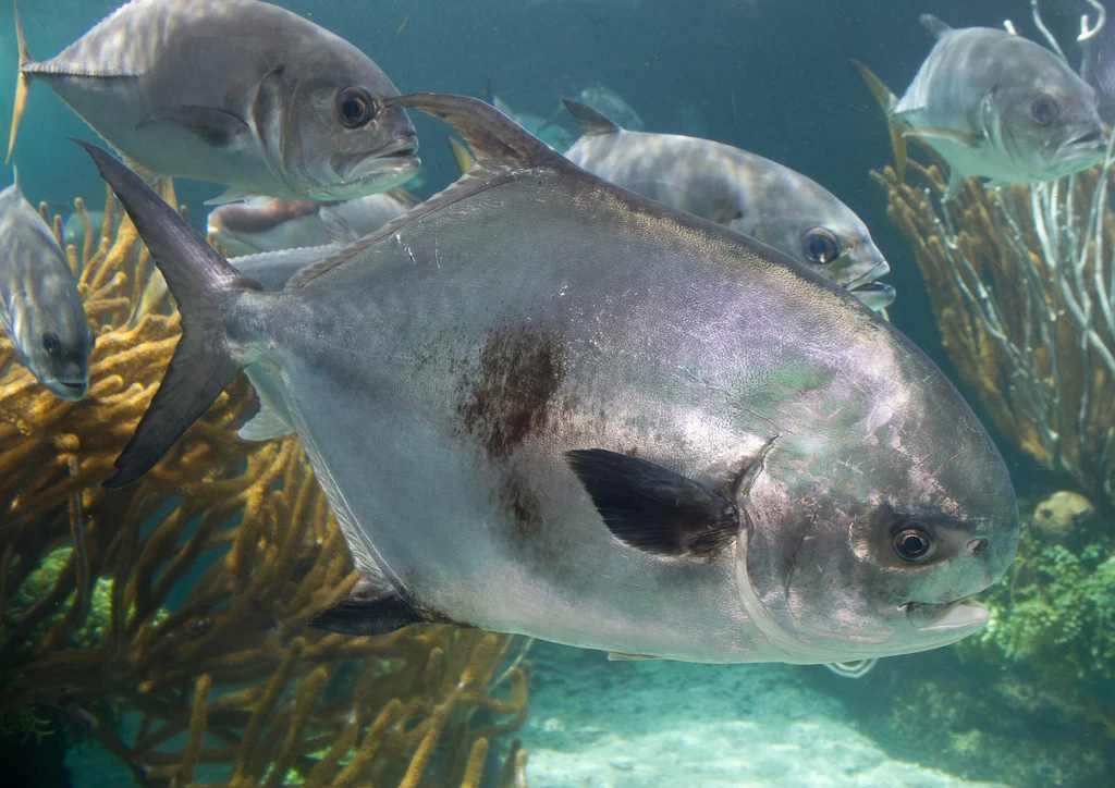 Permit swimming underwater in an aquarium.