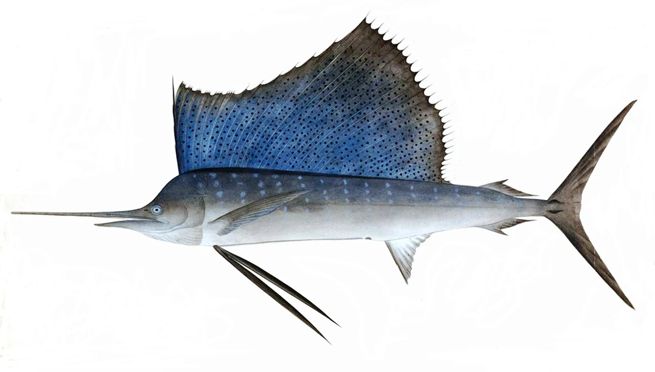 Historic illustration of an Indo-Pacific sailfish with its large blue dorsal sail extended.
