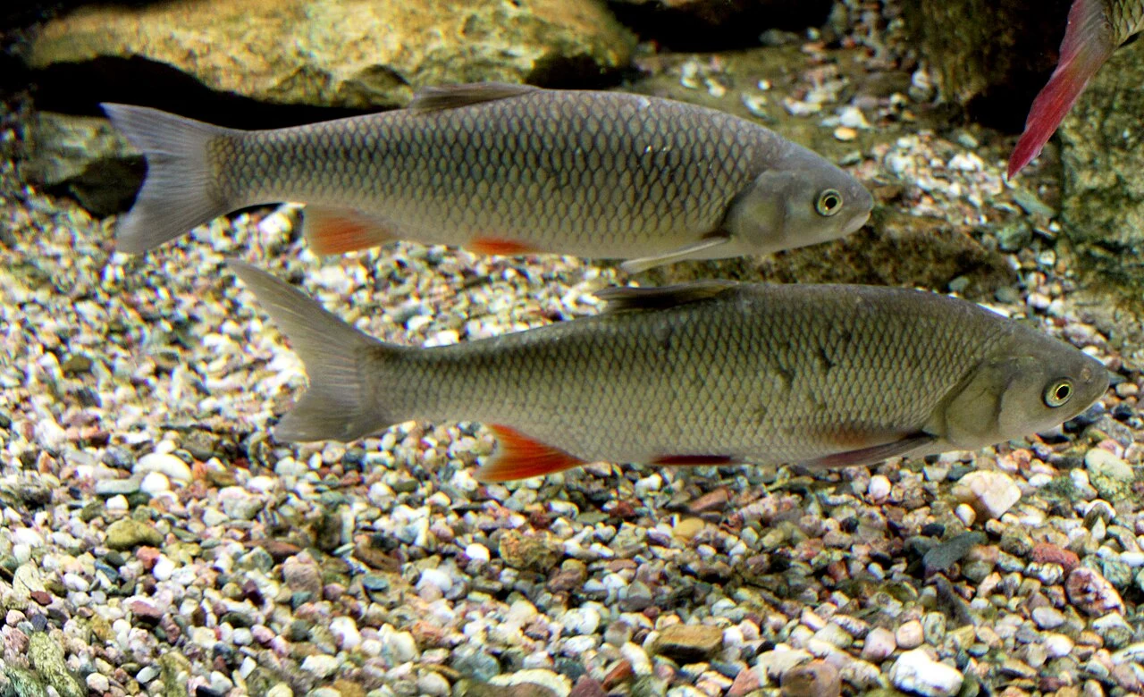 European chub swimming above a gravel bed.