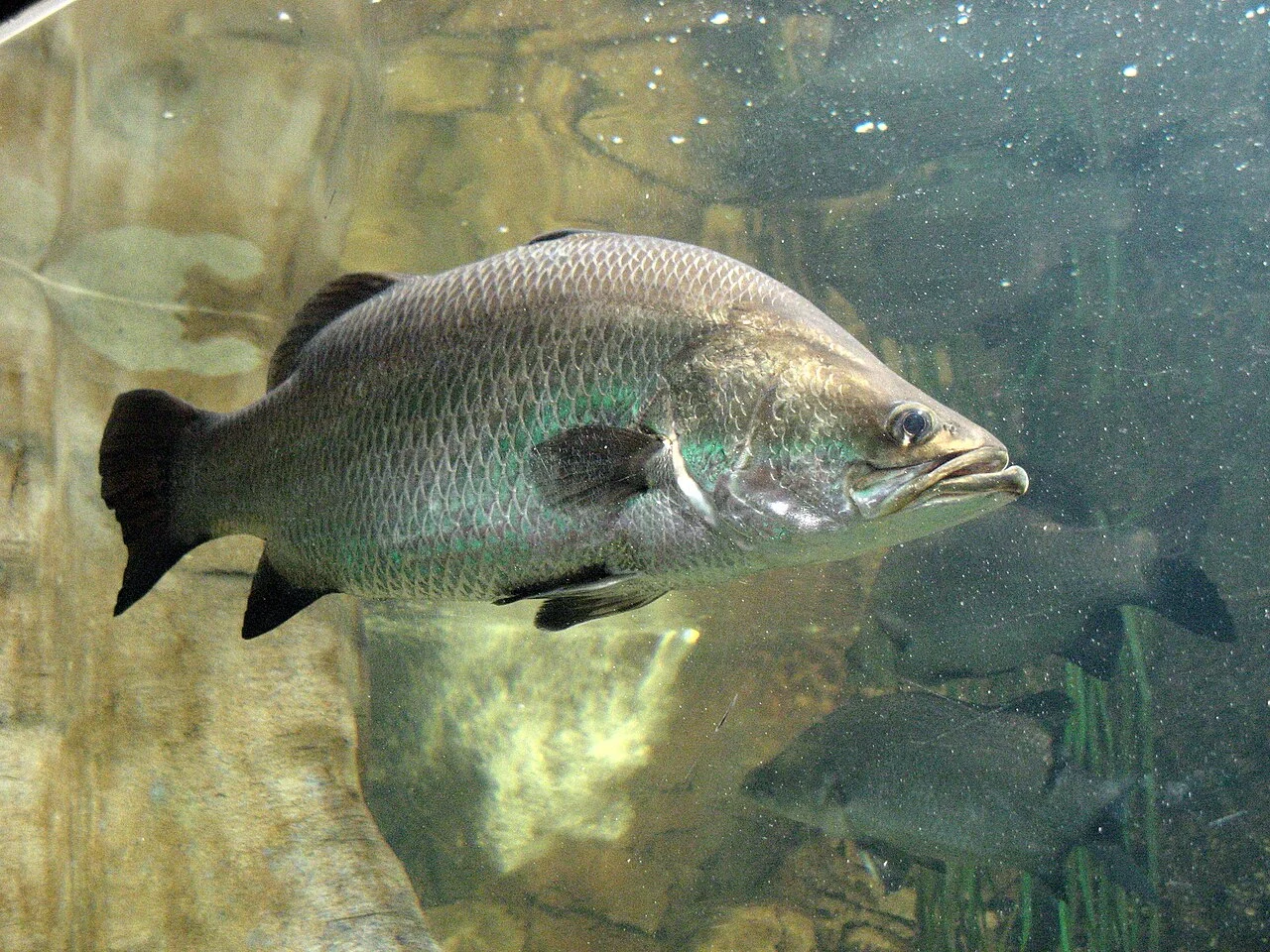 Barramundi swimming underwater, with its large mouth and rounded tail visible.