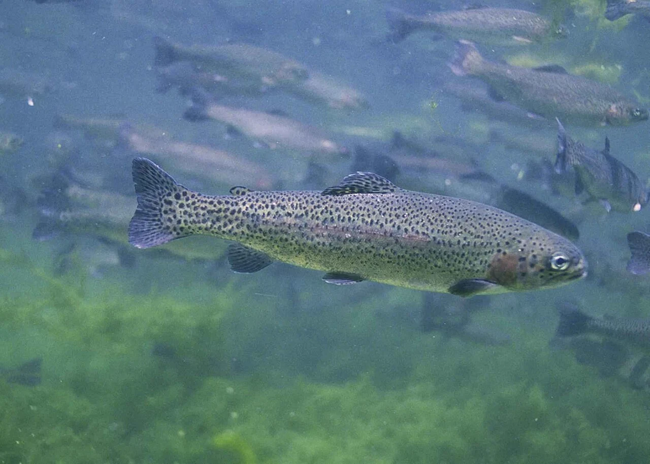 Rainbow trout swimming underwater with its spotted body and pink flank visible.