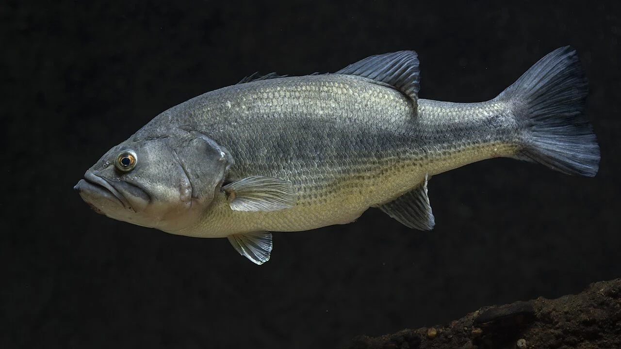Whole largemouth bass in side profile, photographed at a South Dakota fish hatchery; representative species image, not a Lake Fork catch.