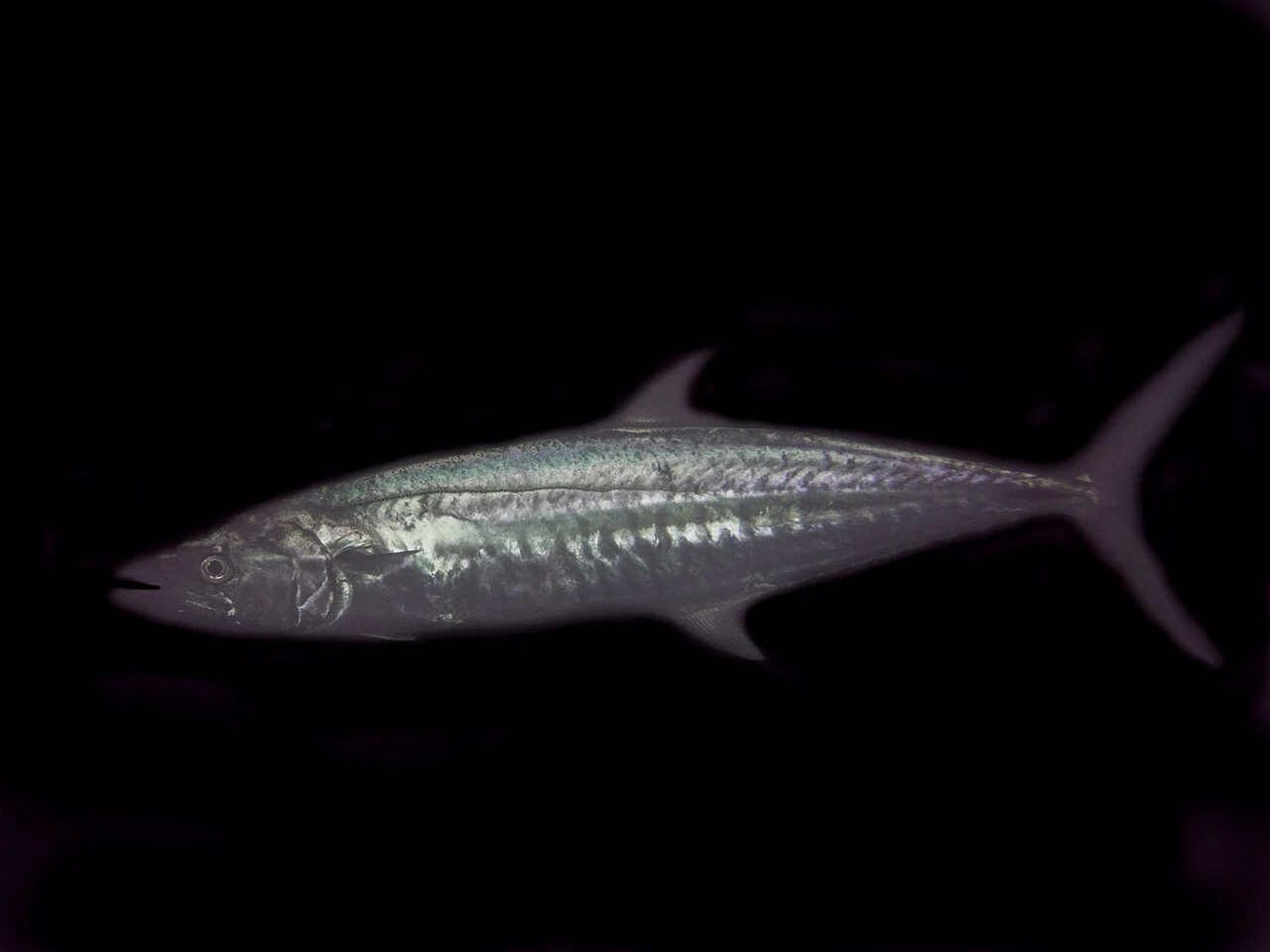 Narrow-barred Spanish mackerel in side profile against a dark background.