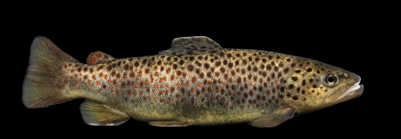Brown trout in side profile, showing its spotted flank and streamlined body.