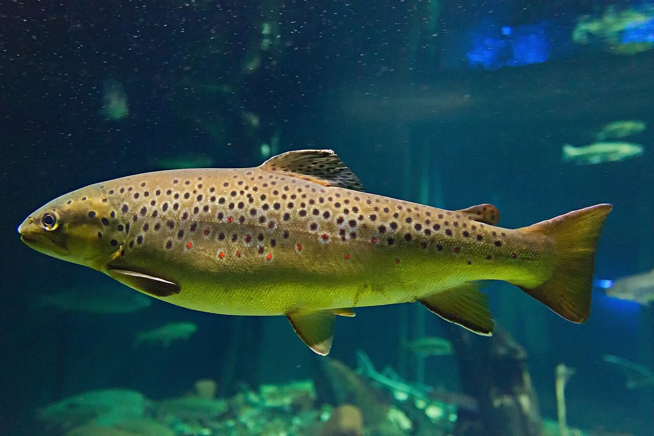 Brown trout swimming underwater in the Ozeaneum Stralsund aquarium; representative species photograph.