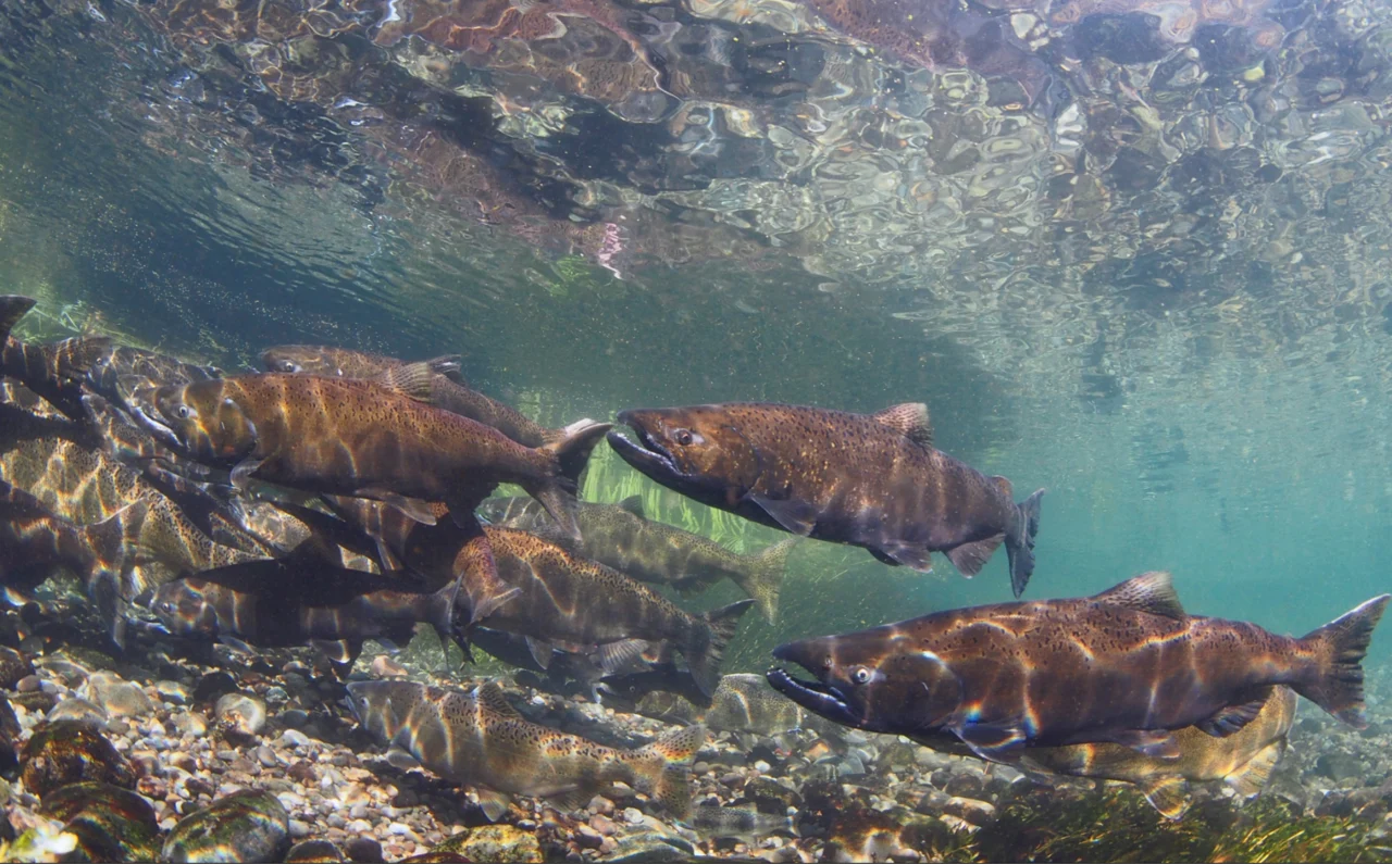 Chinook salmon swimming in clear water at McAllister Springs, Washington.