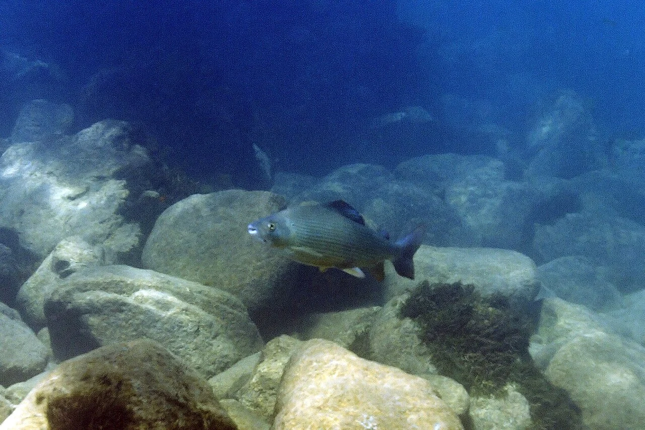 European grayling swimming over rounded riverbed stones.