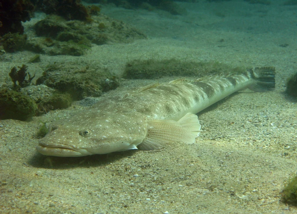 Dusky flathead resting on a sandy bottom with its broad, flattened head visible.