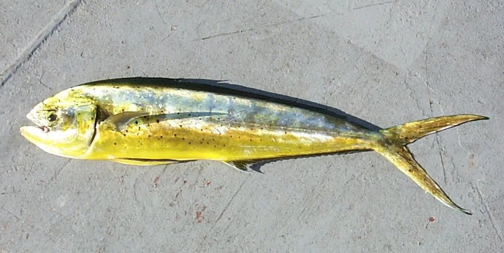 Mahi-mahi photographed in side profile, showing its yellow-green flank and forked tail.
