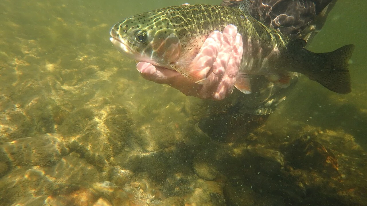 A rainbow trout supported in the water during release at Seedskadee National Wildlife Refuge.
