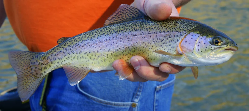 Female rainbow trout supported horizontally by an angler, showing the pink lateral stripe and spotted flank.