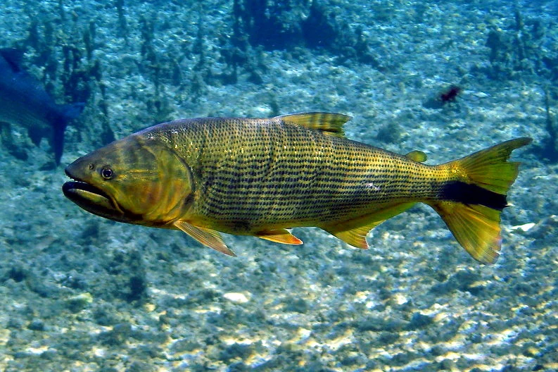 Golden dorado swimming underwater, with gold scales and a dark-edged tail.