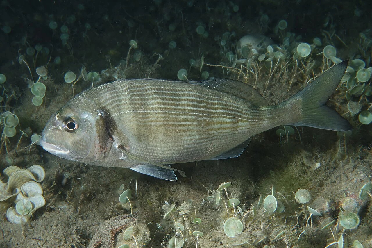 Gilt-head bream swimming among underwater vegetation.