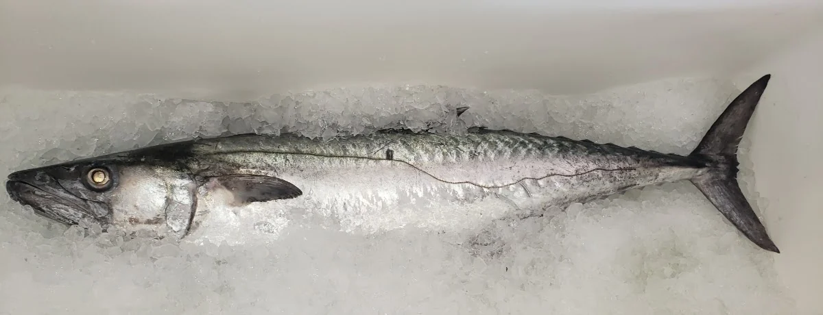 A whole retained silver fish shown side-on against crushed ice; species and catch location are unconfirmed.