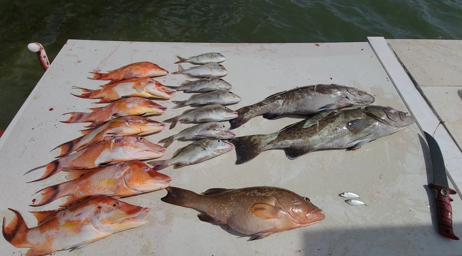 A mixed retained catch arranged on a white dockside table; species and location are not identified.