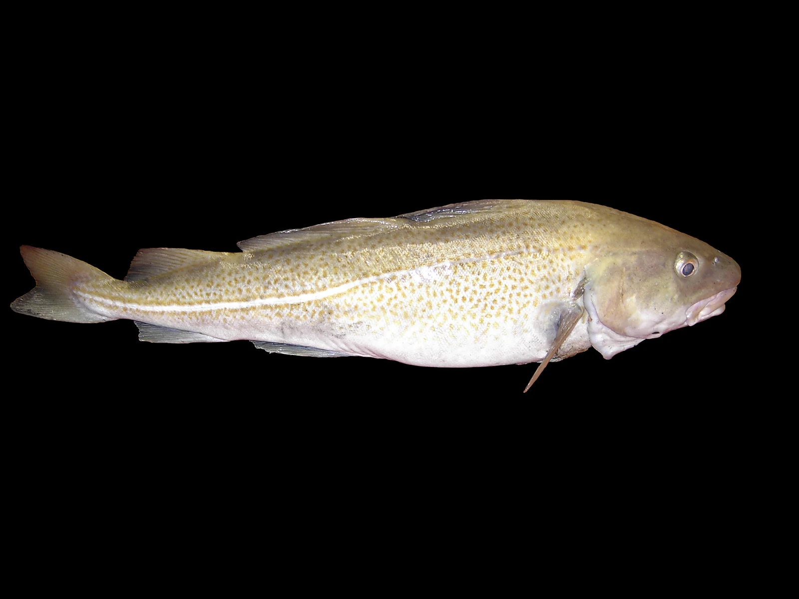 Atlantic cod (Gadus morhua) in side profile against a dark background; representative species photograph, not a verified skrei specimen.