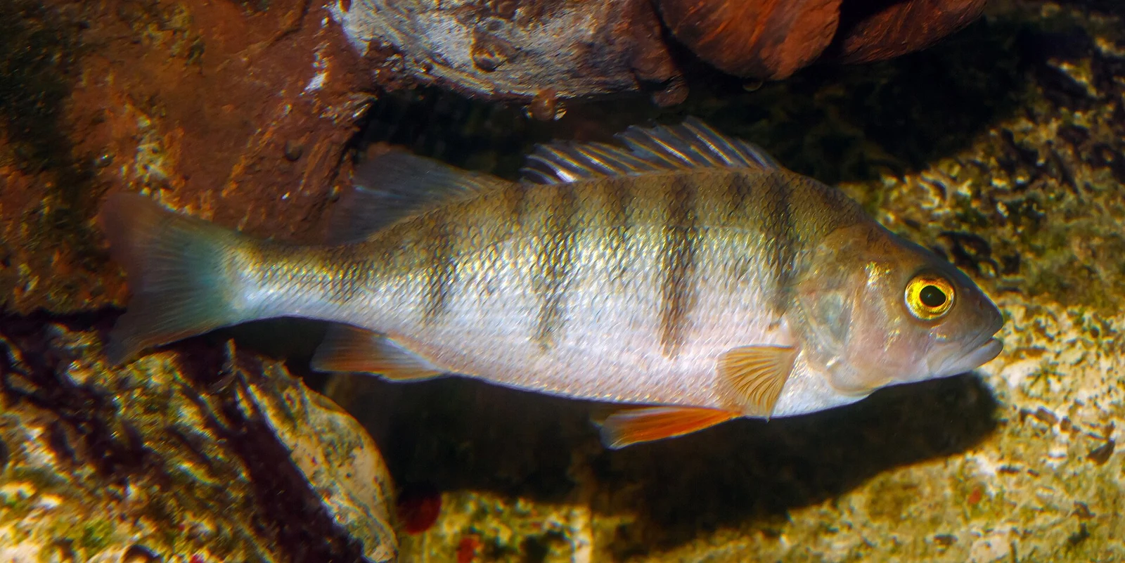 European perch (Perca fluviatilis) swimming in an aquarium, with dark vertical bars and orange-red lower fins; representative species photograph.