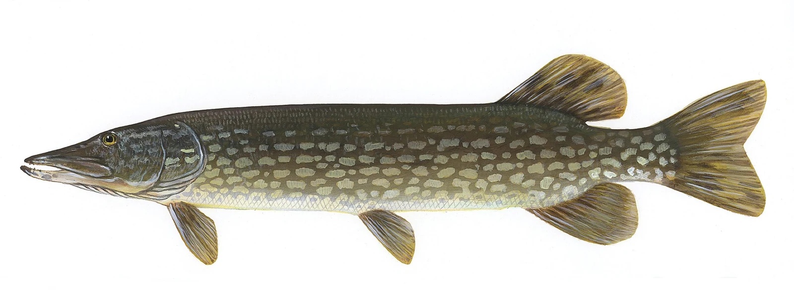 Scientific illustration of a northern pike (Esox lucius), showing its long snout, spotted body and rear-set fins.