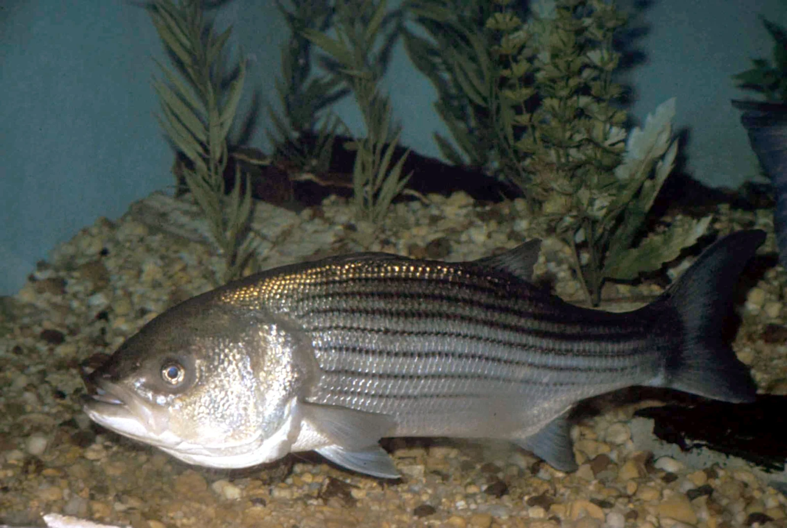 Striped bass (Morone saxatilis) swimming underwater, with clear horizontal dark stripes; representative species photograph.
