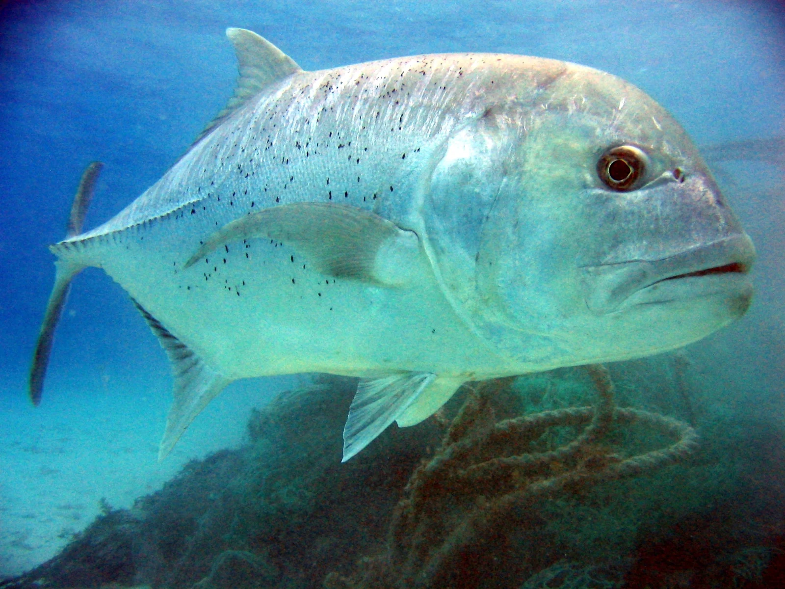 Giant trevally (Caranx ignobilis) swimming over a reef; NOAA photograph from the Northwestern Hawaiian Islands, representative of the species discussed in Oman.