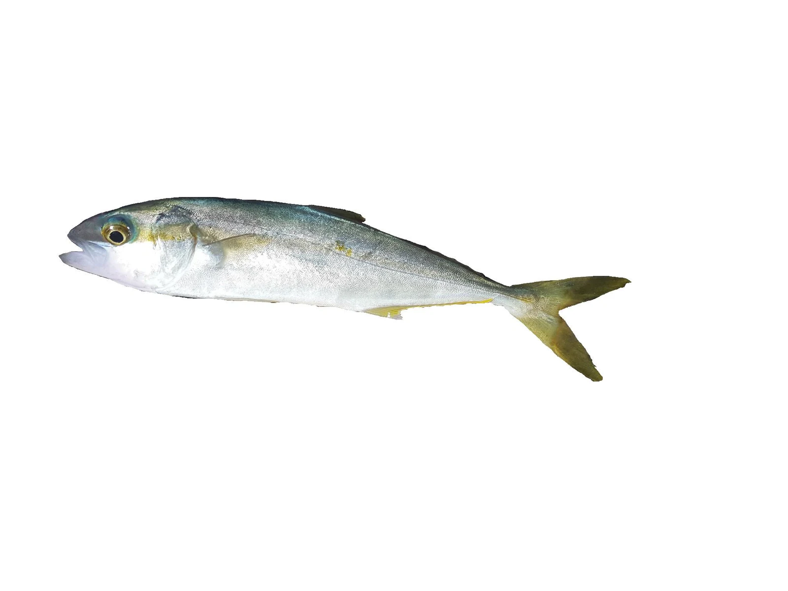 Yellowtail (Seriola lalandi) in side profile, showing a yellow forked tail; IFREMER specimen photograph from Réunion, representative of the species.