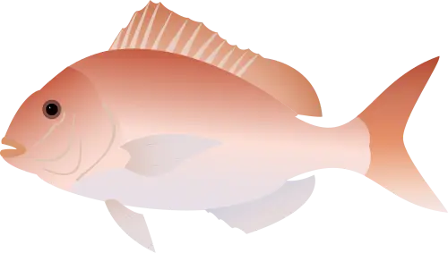 Scientific illustration of a whole Australasian snapper or tāmure in side profile; not a Hauraki Gulf catch photograph.
