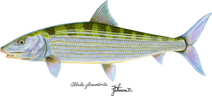 Scientific illustration of an adult roundjaw bonefish (Albula glossodonta), showing the whole fish in side profile; not a catch photograph.
