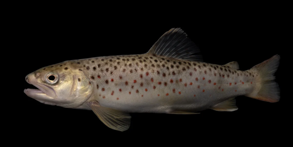 Whole brown trout in left-facing profile, showing red and dark flank spots and an adipose fin; representative species photograph.
