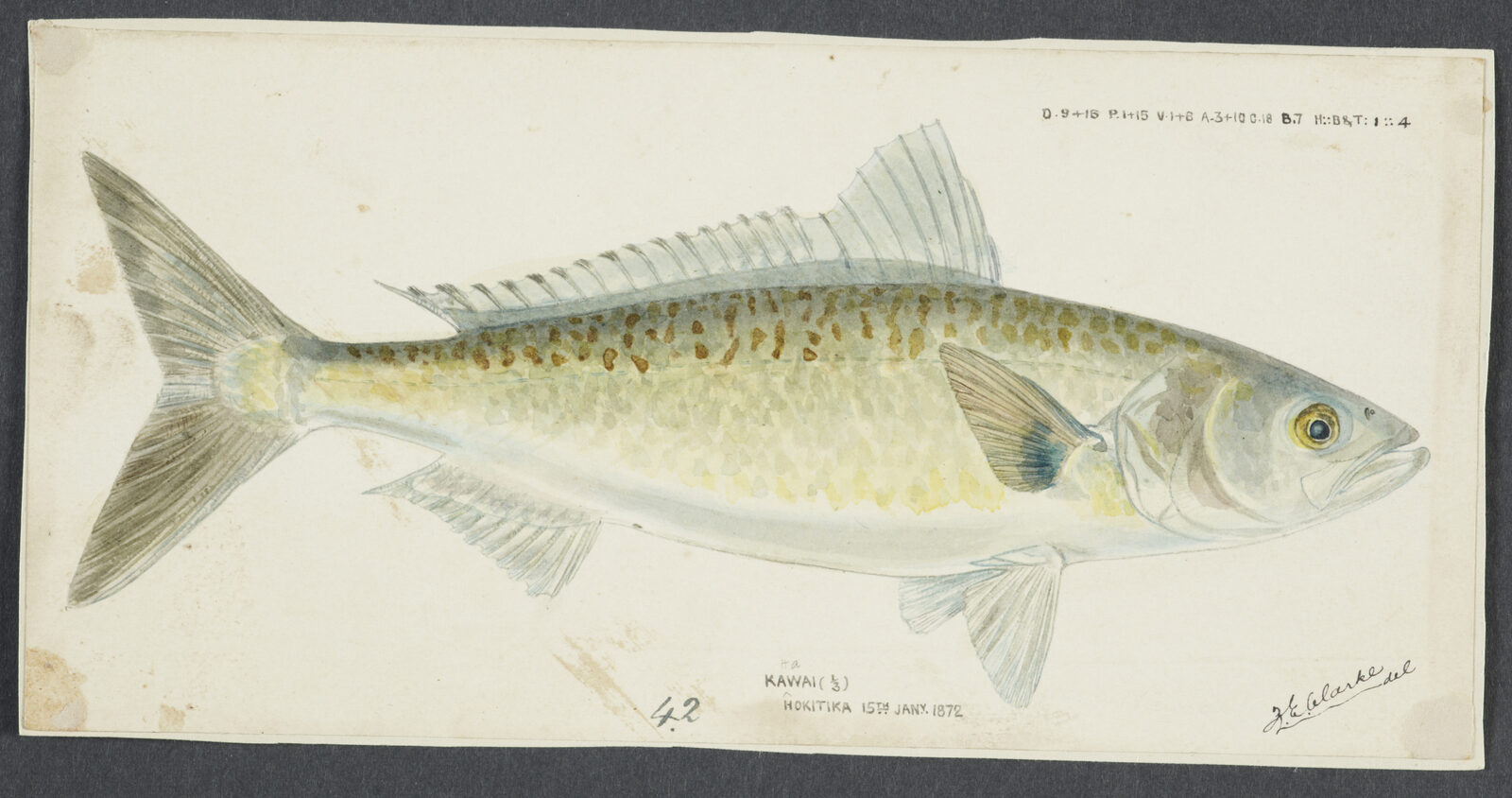 Historic scientific illustration of a whole kahawai (Arripis trutta) by Frank Edward Clarke, 1872.