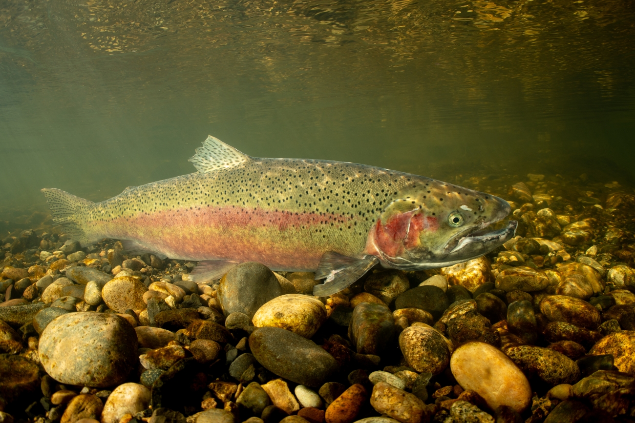 Whole steelhead trout (Oncorhynchus mykiss) underwater above river gravel; representative species photograph, not a documented Smith River fish.