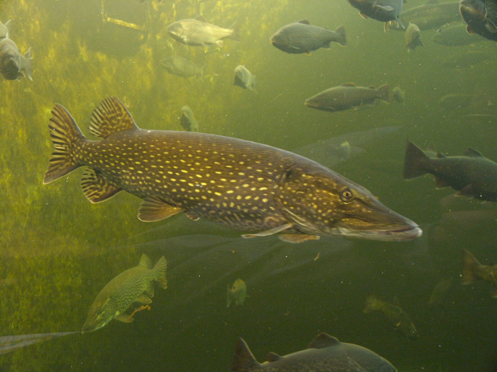 A whole northern pike (Esox lucius) swimming in an aquarium, with other fish in the background; representative species photograph, not an Irish canal catch.