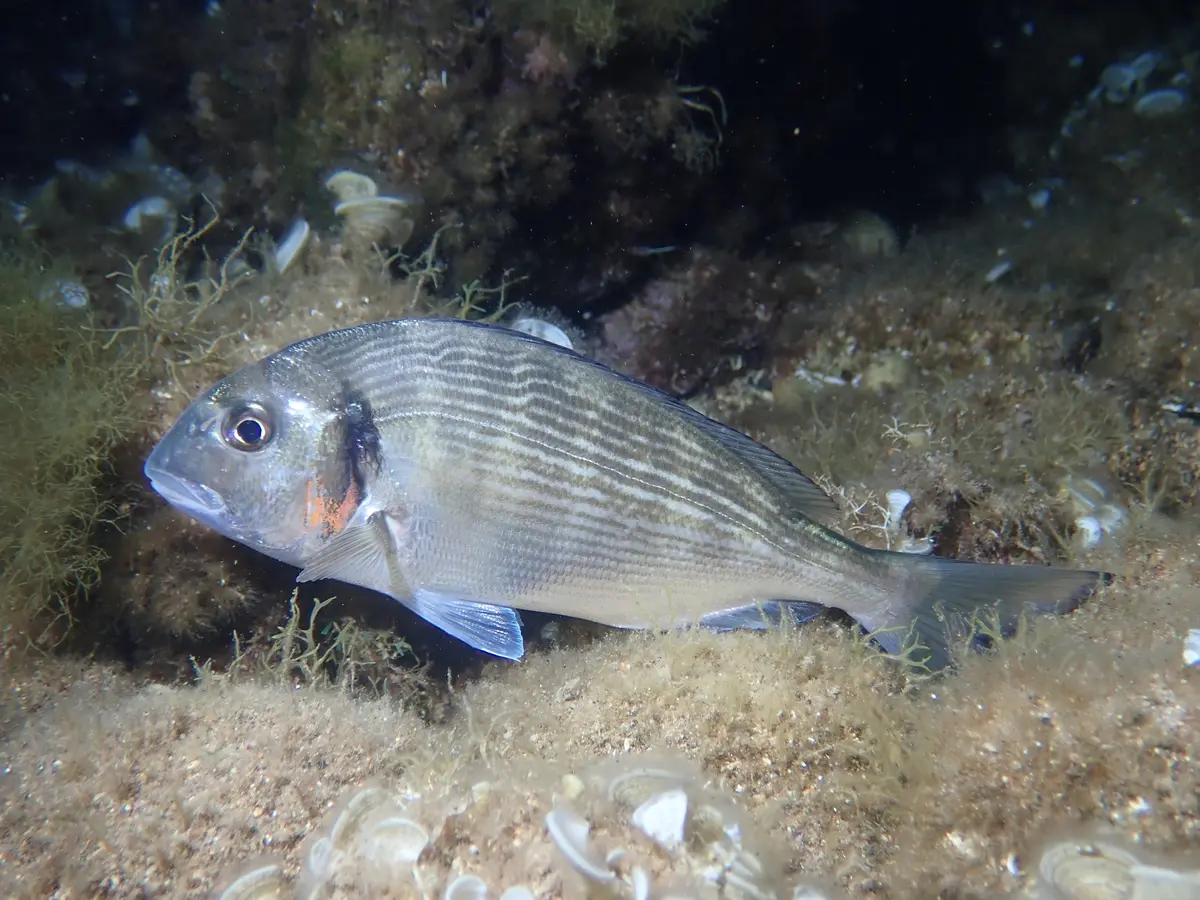 Whole gilthead seabream swimming underwater in the Mediterranean; representative species photograph, not an Algarve location.