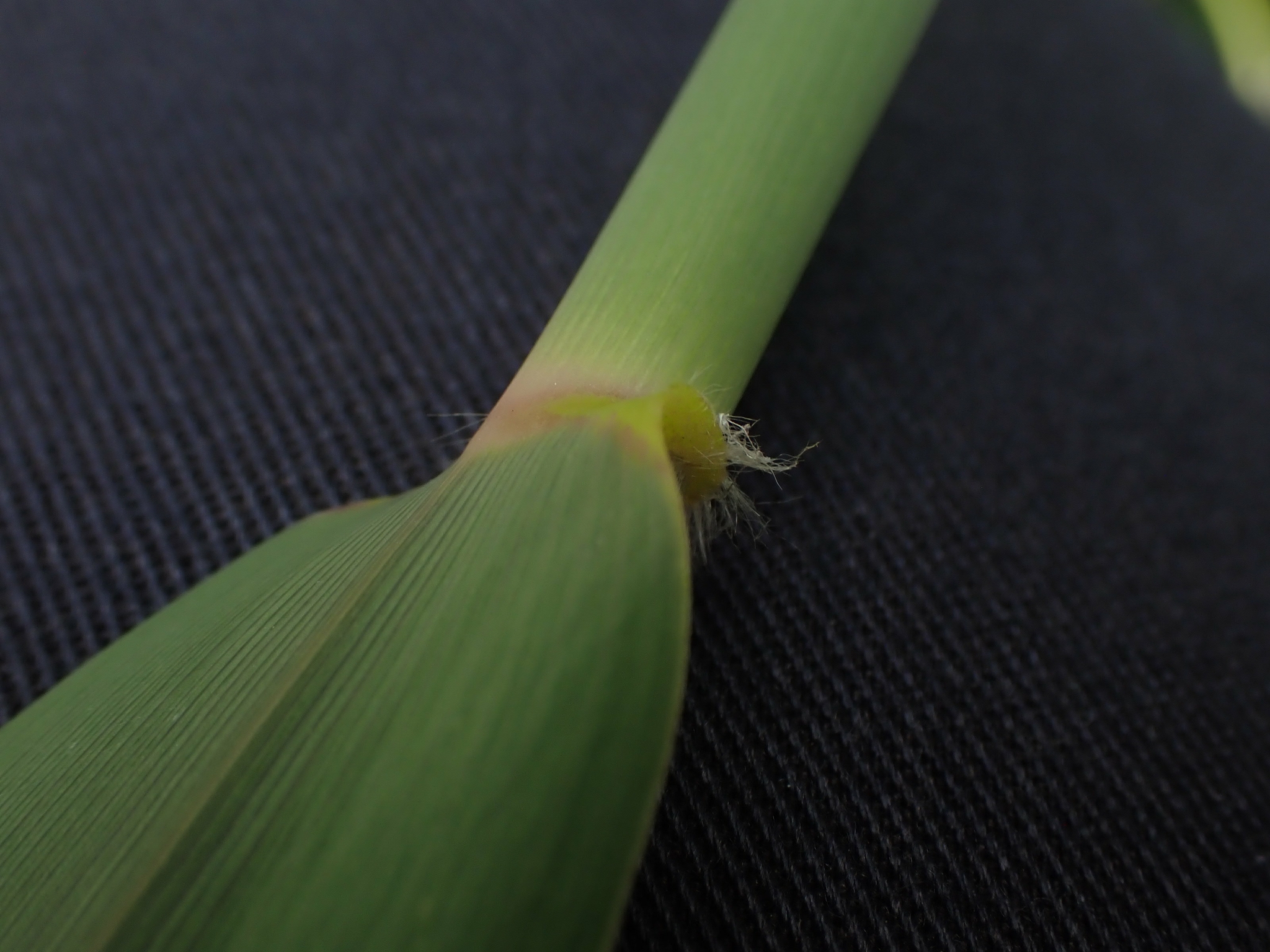 Common reed leaf and stem detail photographed in Manitoba; representative species image, not Middletown Pond or proof of invasive subspecies.