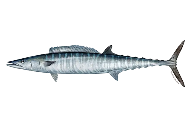 NOAA public-domain illustration of a whole Atlantic wahoo in side profile; not a photograph of Bermuda.