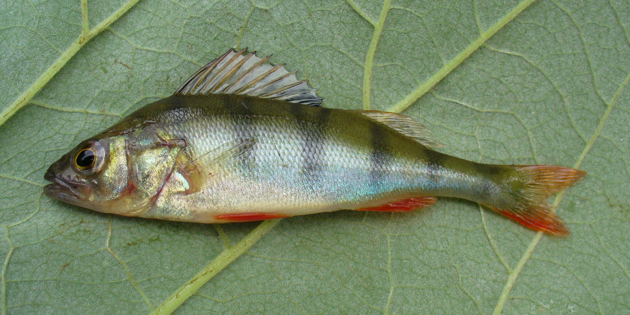 European perch, also called redfin, showing dark vertical bars and orange-red lower fins; illustrative photograph, not a Lake Eppalock catch.