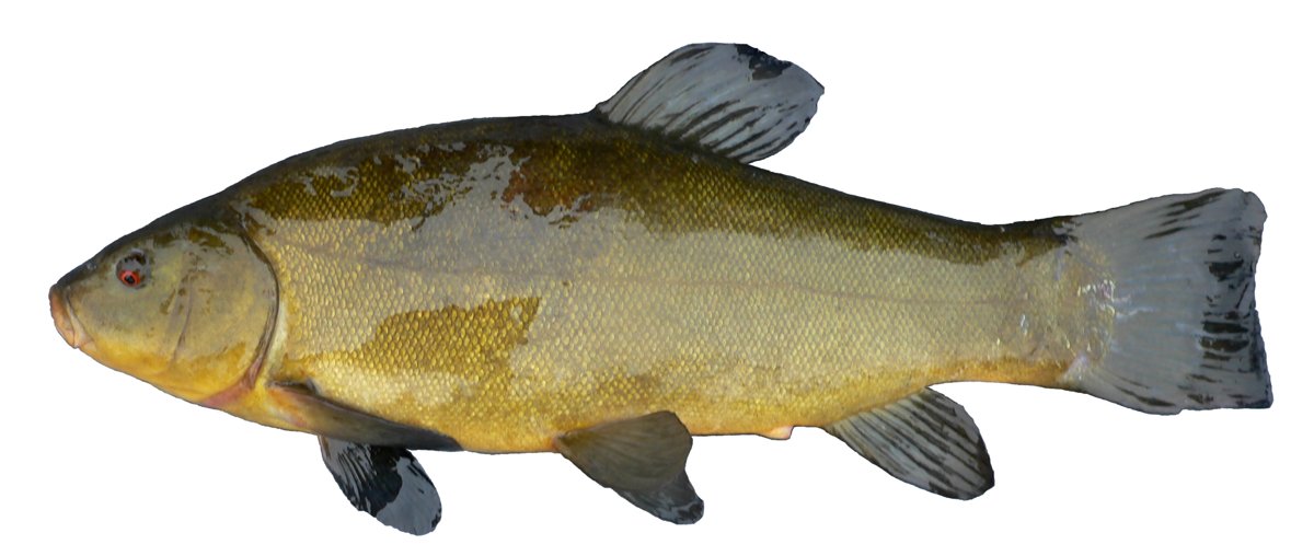 Whole tench (Tinca tinca) in side profile; background-removed species photograph from the Netherlands, not a Lake Pupuke catch.