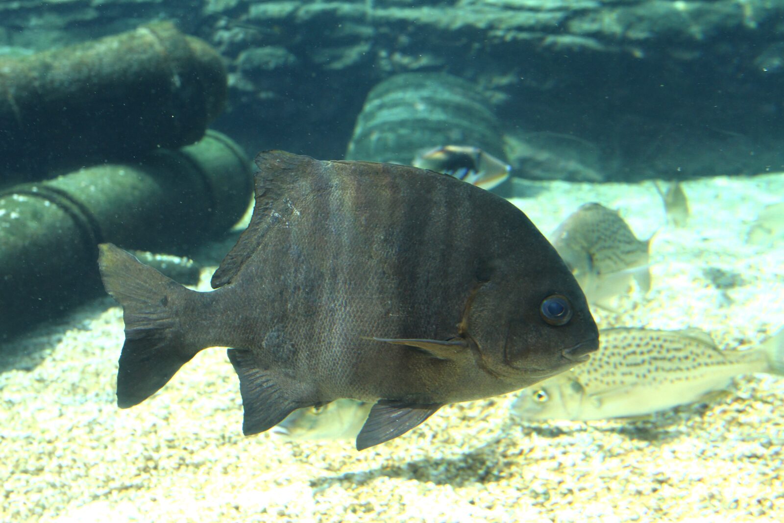 Whole galjoen (Dichistius capensis) swimming side-on; representative species photograph, not a recent Namibian catch.