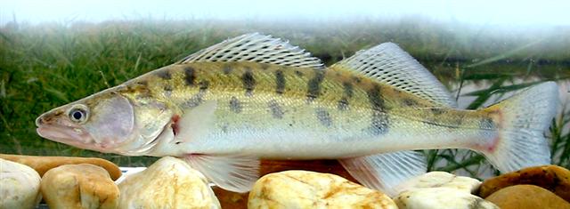 Zander in side profile with two dorsal fins, dark flank bars and complete tail; photographed in Hungary, not the Saône.