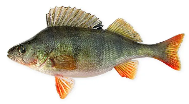 Whole female European perch in side profile with barred flank and orange fins; representative species photograph from Ukraine, not the Grand Canal.