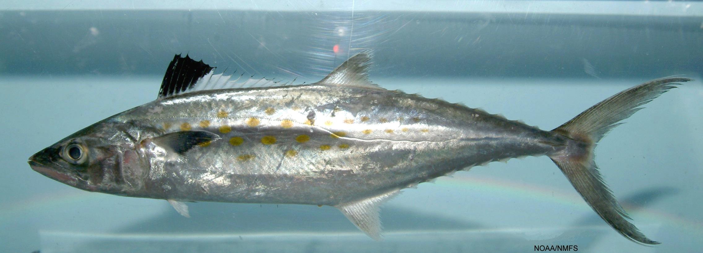 Spanish mackerel specimen showing gold spots, a black front dorsal fin and complete forked tail; NOAA reference photograph.