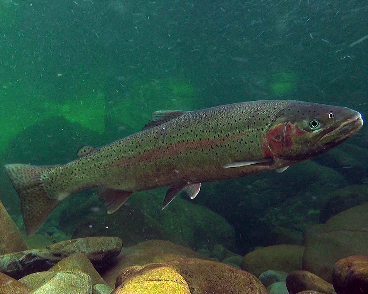 Whole steelhead trout swimming above a rocky riverbed; representative adult, not a juvenile from the barrier-passage experiment.