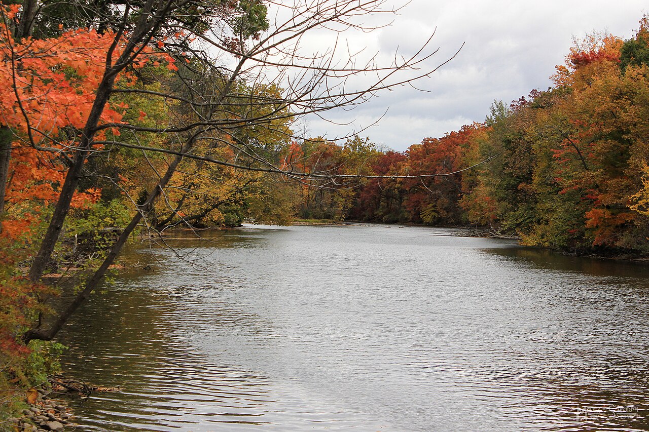 Muskegon River near Newaygo in October 2012, with wooded banks; watershed context, not the Buckhorn Creek restoration site.