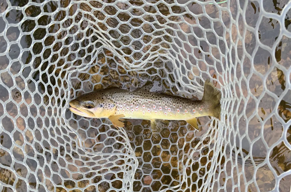 Whole brown trout lying in a landing net, showing dark and red flank spots; Ron Burkert's representative species photograph, not a verified Aysén catch.