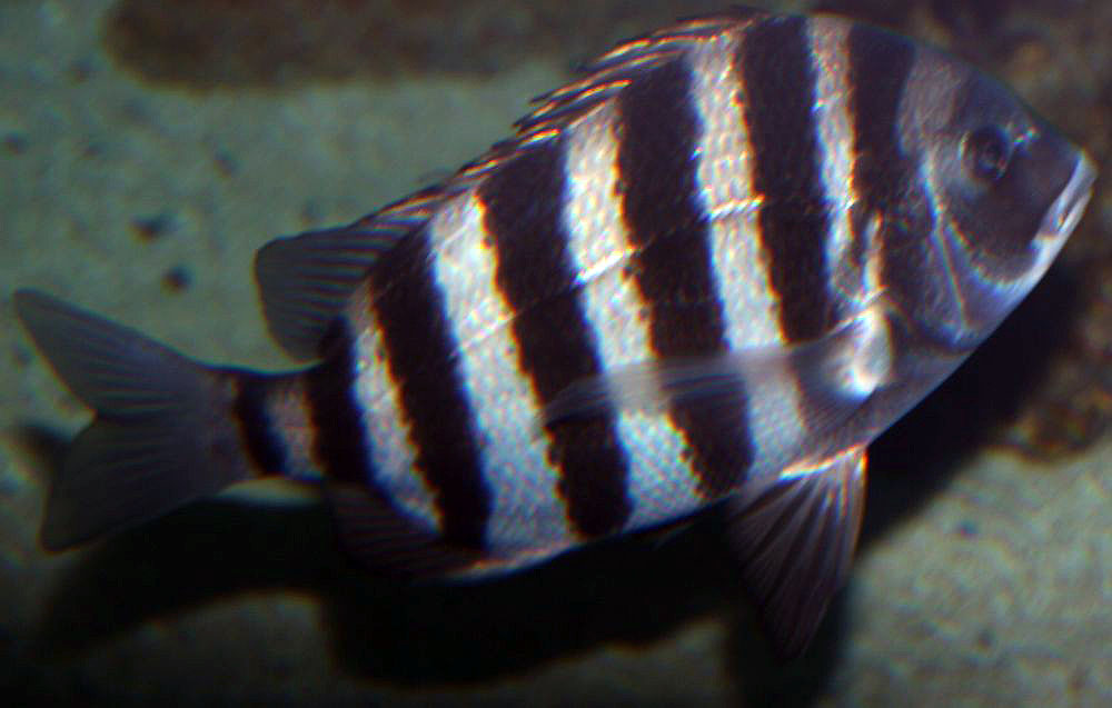 Whole sheepshead in an aquarium, showing a deep silver body, black vertical bars and spiny dorsal fin; representative species photograph.