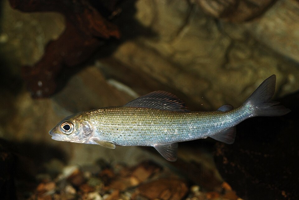 European grayling with its patterned dorsal fin, small mouth and complete forked tail; photograph by Gilles San Martin, not a documented Derbyshire catch.