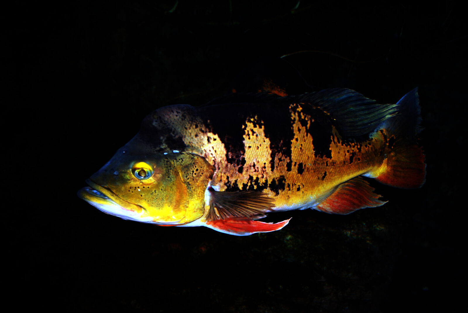 Whole peacock bass (Cichla ocellaris) swimming side-on; representative species photograph, not a Singapore catch.